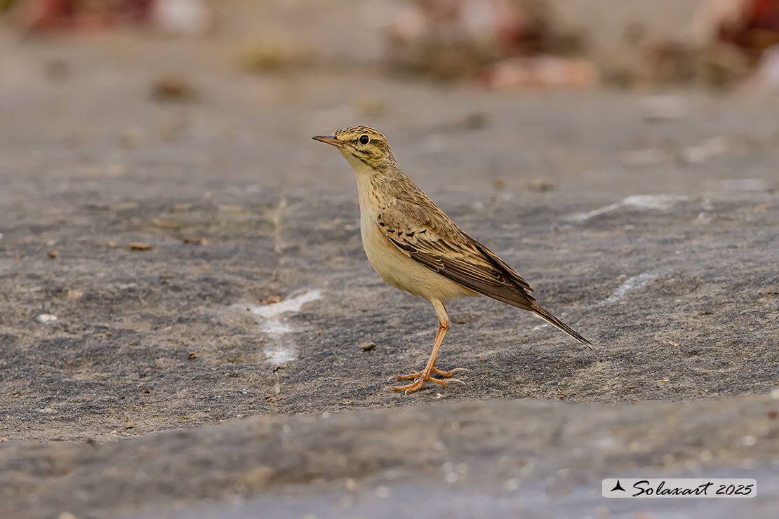 Anthus campestris; Calandro; Tawny pipit
